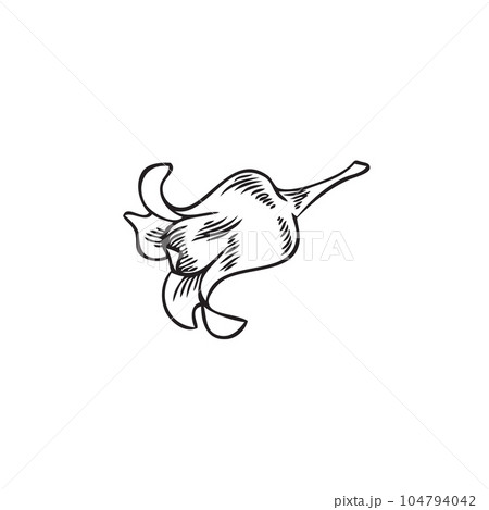Hand drawn monochrome flower of blackcurrant berry sketch style 104794042