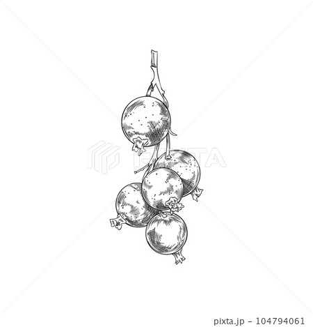 Vector isolated illustration of bunch of black currants, hand drawn garden Blackberry black and white sketch on white background Vector isolated illustration of bunch of black currants, hand drawn garden Blackberry black and white sketch on white background 104794061