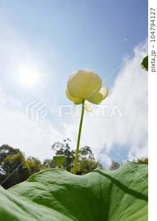 太陽と蓮の花　夏の花　空に向かって咲く蓮　イメージ素材 104794127