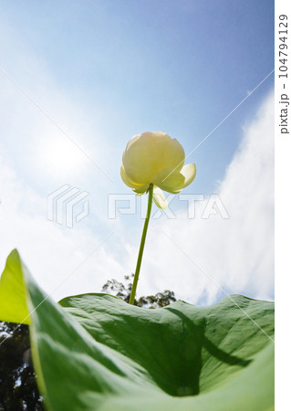 太陽と蓮の花　夏の花　空に向かって咲く蓮　イメージ素材 104794129