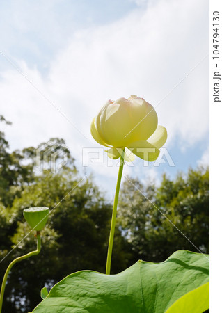 蓮の花と夏の空　夏の花　空に向かって咲く蓮　イメージ素材 104794130