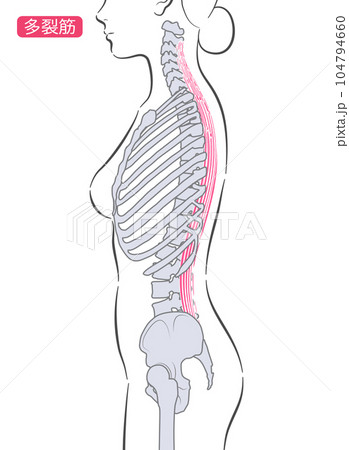 女性の多裂筋 側面 女性の多裂筋 側面 104794660