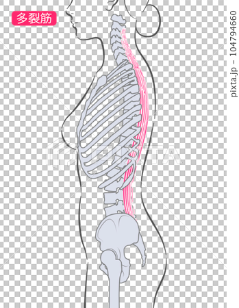 女性の多裂筋 側面 女性の多裂筋 側面 104794660