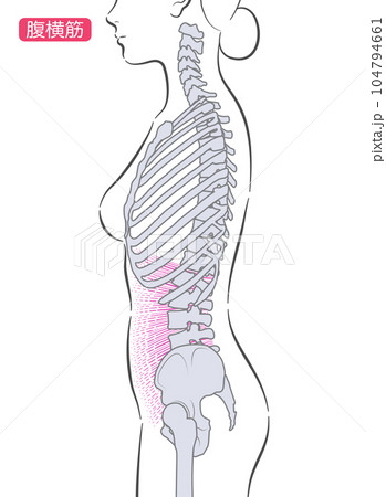 女性の腹横筋　側面 104794661