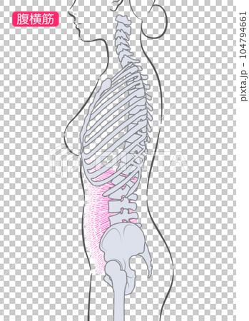 女性の腹横筋　側面 104794661