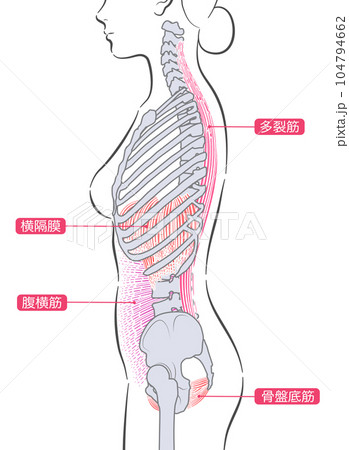 女性のインナーマッスル 女性のインナーマッスル 104794662