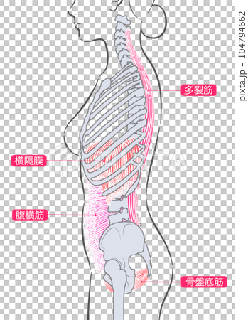 女性的內部肌肉 女性的內部肌肉 104794662