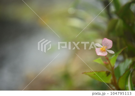 ベゴニアの花　余白有り 104795113