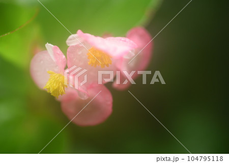 ベゴニアの花　余白有り 104795118