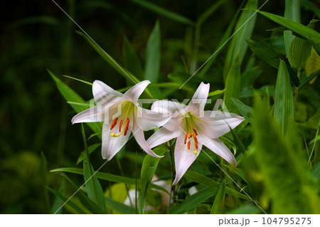 初夏の里山に咲くササユリの花の写真素材 [104795275] - PIXTA