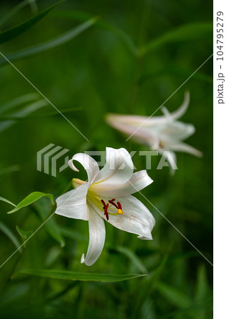 初夏の里山に咲くササユリの花の写真素材 [104795279] - PIXTA