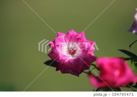 荒尾市 おもやい市民花壇 バラの花、 荒尾市 おもやい市民花壇 バラの花、 104795473