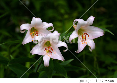 初夏の里山に咲くササユリの花 初夏の里山に咲くササユリの花 104795586