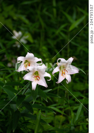 初夏の里山に咲くササユリの花の写真素材 [104795587] - PIXTA