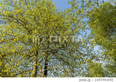 deciduous trees with green foliage in the spring season deciduous trees with green foliage in the spring season 104795848