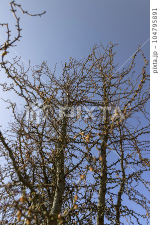 larch tree in sunny weather in early spring larch tree in sunny weather in early spring 104795891