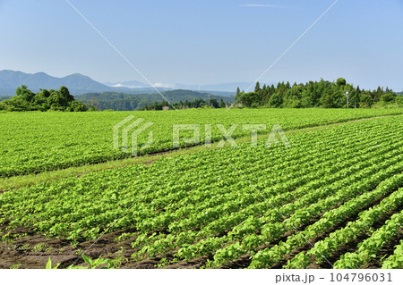 夏の北海道乙部町で大豆畑の風景を撮影 104796031