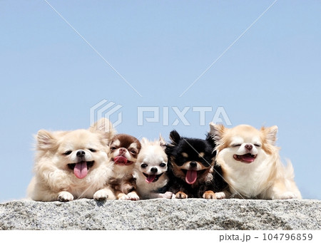 チワワ チワワ 104796859