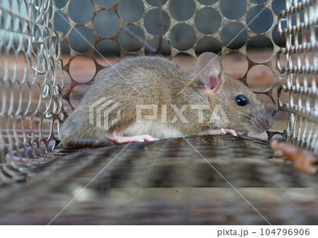 Rat in cage mousetrap, Mouse finding a way out of being confined, Trapping and removal of rodents that cause dirt and may be carriers of disease, Mice try to find freedom Rat in cage mousetrap, Mouse finding a way out of being confined, Trapping and removal of rodents that cause dirt and may be carriers of disease, Mice try to find freedom 104796906