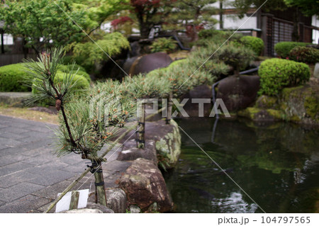 鳥取　四季の散歩　鯉幟が泳ぐ川　瀬戸川 104797565