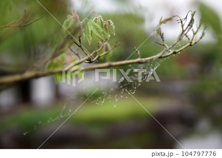 鳥取 四季の散歩 鯉幟が泳ぐ川 瀬戸川 鳥取 四季の散歩 鯉幟が泳ぐ川 瀬戸川 104797776