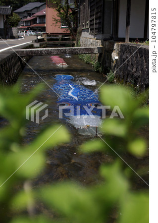 鳥取　四季の散歩　鯉幟が泳ぐ川　瀬戸川 104797815