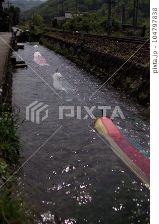 鳥取 四季の散歩 鯉幟が泳ぐ川 瀬戸川 鳥取 四季の散歩 鯉幟が泳ぐ川 瀬戸川 104797838