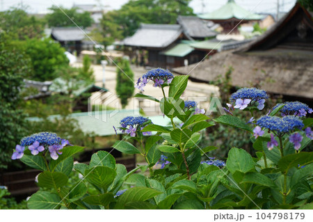 稲沢あじさいまつり お寺 稲沢あじさいまつり お寺 104798179