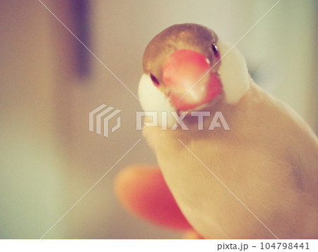 覗き込む文鳥 104798441