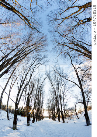 Vertical view of a maple alley in winter with a fisheye effect 104798519