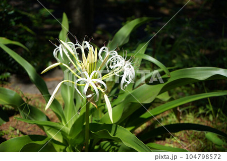 沼津御用邸記念公園 景色 104798572