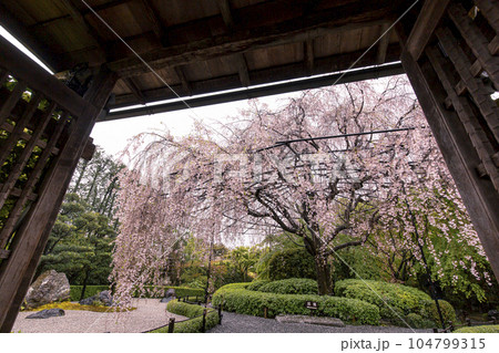 退蔵院の紅しだれ桜 退蔵院の紅しだれ桜 104799315