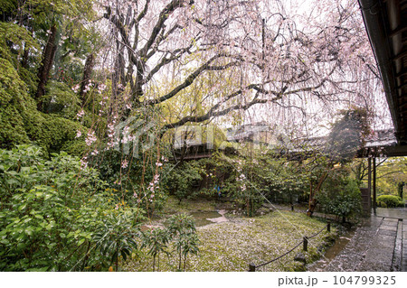 退蔵院の紅しだれ桜 104799325