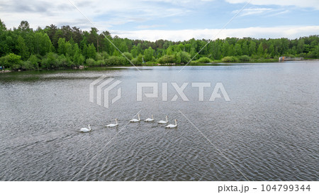 Aerial view of some white swan birds on a lake during a beautiful summer morning. Birds in nature. 104799344