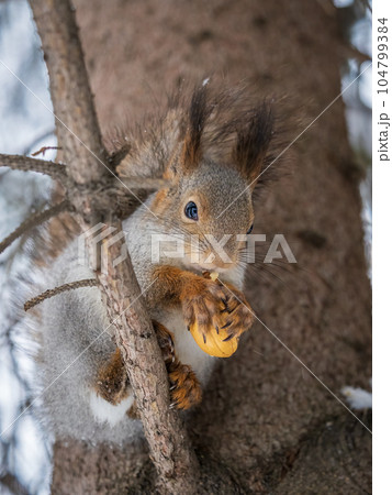 The squirrel with nut sits on tree in the winter or late autumn The squirrel with nut sits on tree in the winter or late autumn 104799384