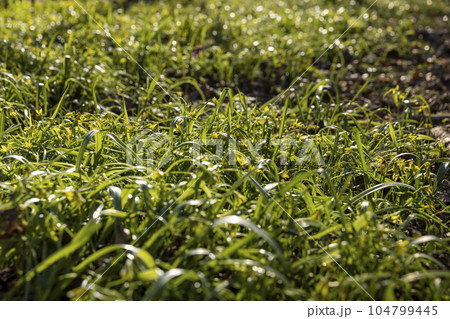 green grass and small yellow flowers in the spring season green grass and small yellow flowers in the spring season 104799445