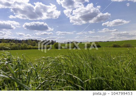 growing tall green grass on the side of the field growing tall green grass on the side of the field 104799453