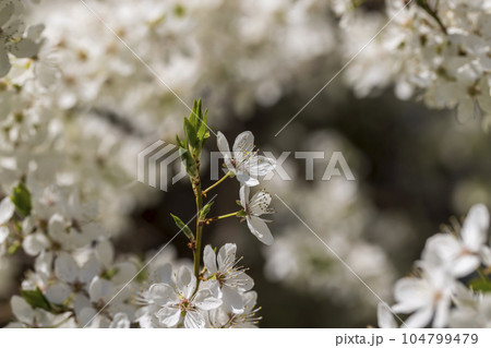white cherry blossoms in the spring season, beautiful cherry white cherry blossoms in the spring season, beautiful cherry 104799479