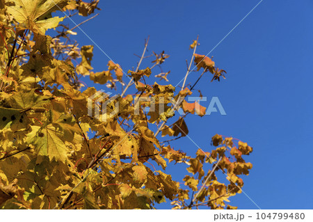 Yellowing maple foliage in the autumn season Yellowing maple foliage in the autumn season 104799480