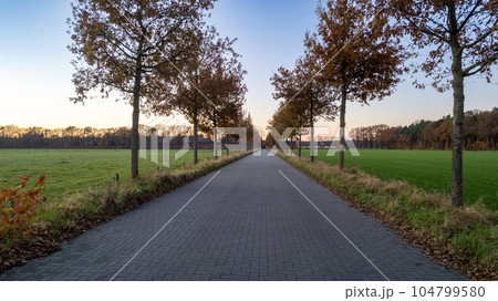 Tree-Lined Road Between Farm Fields in Countryside Setting Under a Sunset Sky 104799580