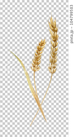 Spikelets of wheat, rye, barley, grains. Bunch of wheat and oats. Watercolor hand drawn illustration. Bakery collection of autumn wheat. Nature design elements for for packaging, label, web pages Spikelets of wheat, rye, barley, grains. Bunch of wheat and oats. Watercolor hand drawn illustration. Bakery collection of autumn wheat. Nature design elements for for packaging, label, web pages 104799583