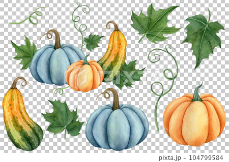 Watercolor set of pumpkins orange, blue and green colors with leaves. Hand drawn illustration vegetable for the design of signage, agribusiness logo, banner with organic food, healthy brand labels. Watercolor set of pumpkins orange, blue and green colors with leaves. Hand drawn illustration vegetable for the design of signage, agribusiness logo, banner with organic food, healthy brand labels. 104799584