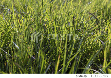 field with grass for harvesting fodder for cows field with grass for harvesting fodder for cows 104799705