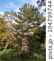 An old stone ruined structure is situated amidst a dense pine forest 104799744