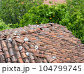 An old dilapidated tiled roof with orange trees nearby 104799745