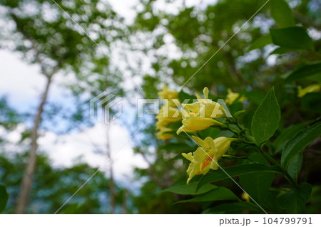 夏山を彩るウコンウツギ 104799791