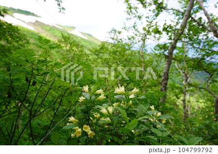 夏山を彩るウコンウツギ 104799792