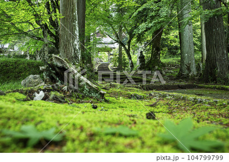 新緑の龍穏寺 新緑の龍穏寺 104799799
