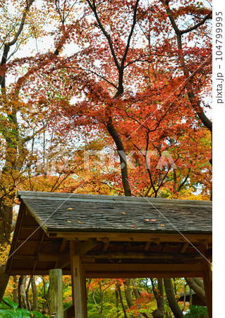 鎌倉　一条恵観山荘の美しい紅葉 104799995