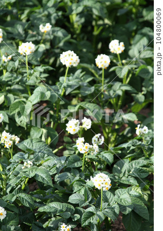 ジャガイモの花　じゃがいもの花　ジャガイモ畑　じゃがいも畑　馬鈴薯畑 104800069